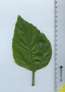 leaftop