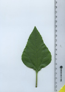 leaftop