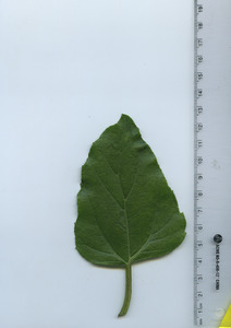 leaftop