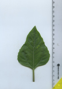 leaftop
