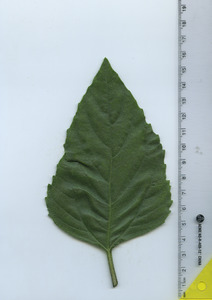 leaftop