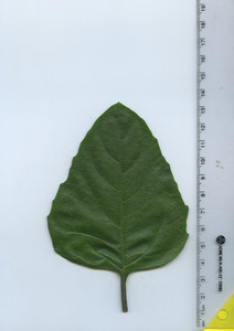 leaftop