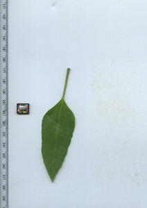 leaftop