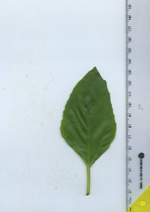 leaftop