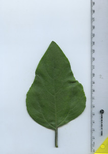 leaftop