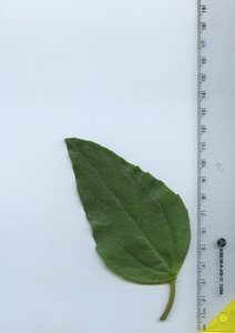 leaftop