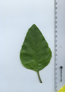 leaftop