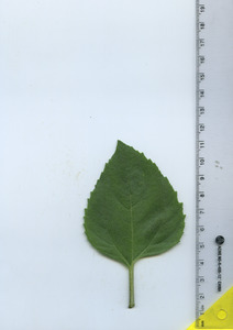 leaftop