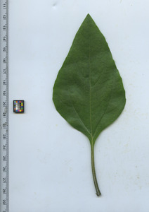 leaftop