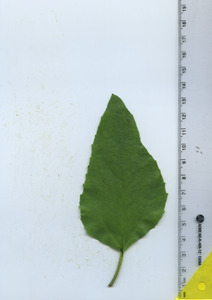 leaftop