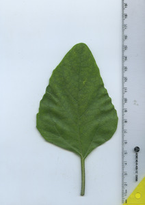 leaftop