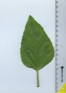 leaftop