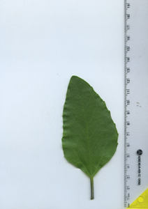 leaftop
