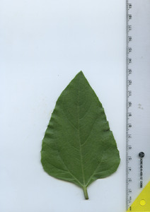 leaftop