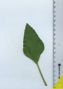 leaftop