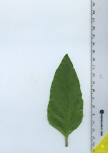 leaftop