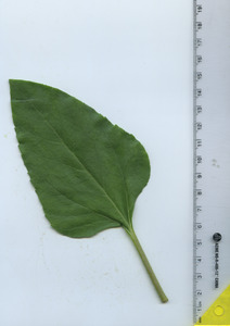 leaftop