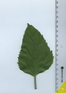 leaftop