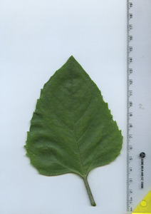 leaftop
