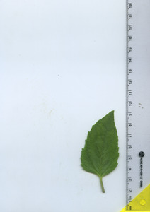 leaftop