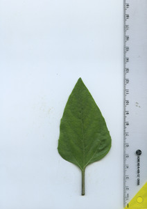 leaftop