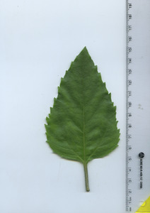 leaftop