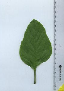 leaftop