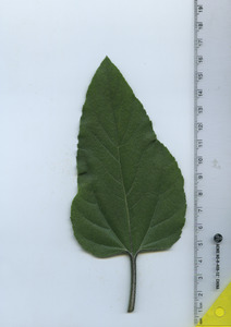 leaftop