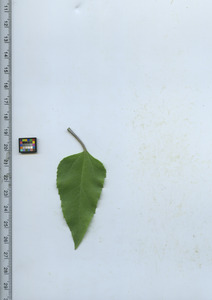 leaftop