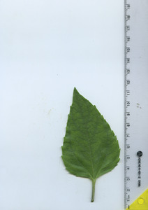 leaftop