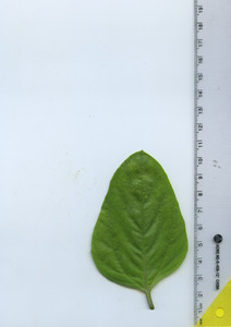 leaftop