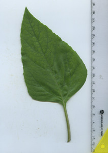 leaftop