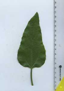 leaftop