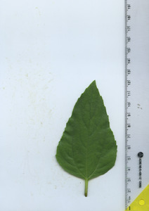 leaftop