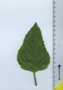 leaftop