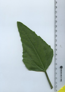 leaftop