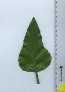 leaftop