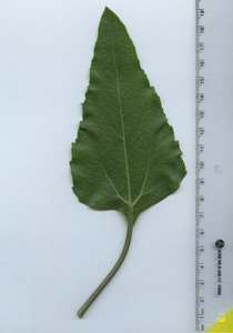 leaftop