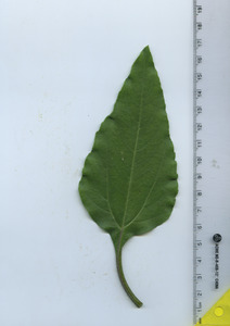 leaftop