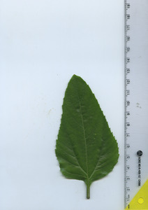leaftop