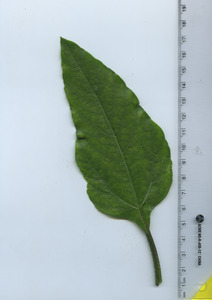 leaftop