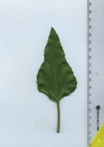 leaftop