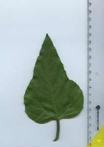 leaftop