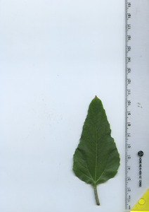 leaftop