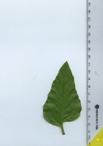leaftop