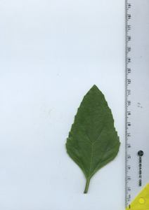 leaftop