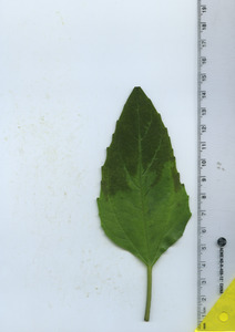 leaftop
