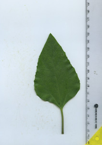 leaftop