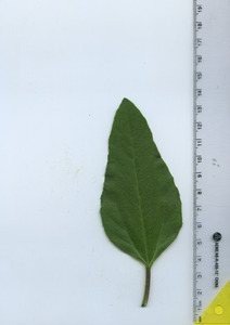 leaftop
