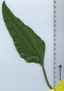leaftop